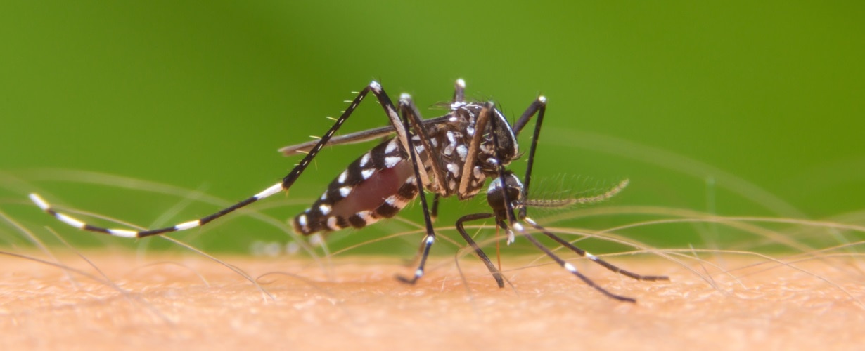Dengue, qué es, síntomas y cómo prevenirlo