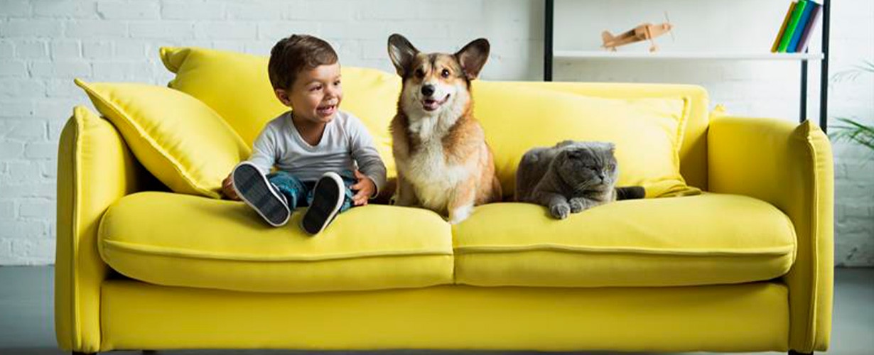 Esenciales que todo dueño de mascotas necesita